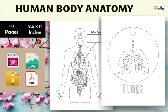 Scaling Your KDP Business with a Human Body Anatomy Activity Book Resource Kit